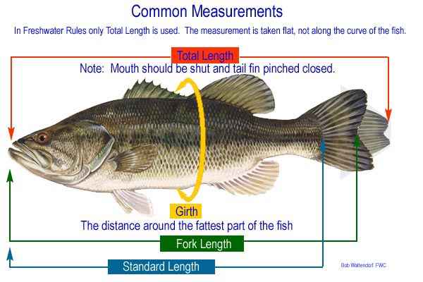 Fish length measurement – Discus Paradise