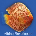 Albino-Fire-Leo