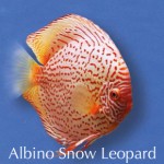 Albino-Snow-Leo